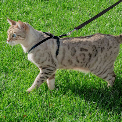 Cat Harnesses & Leads