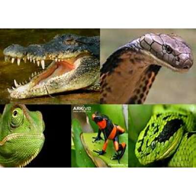 Reptile / Insects