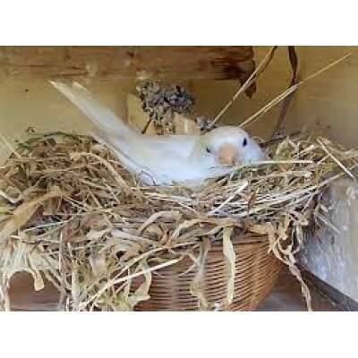 Nesting & Breeding