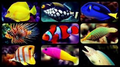 Marine aquarium products