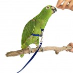adjustable-bird-harness-lead-extra-large-on-amazon-feeding-treat-mcdonald-pet-supplies-145x145
