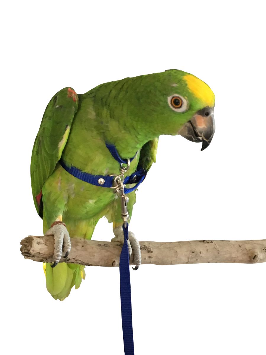 adjustable-bird-harness-lead-extra-large-on-amazon-mcdonald-pet-supplies