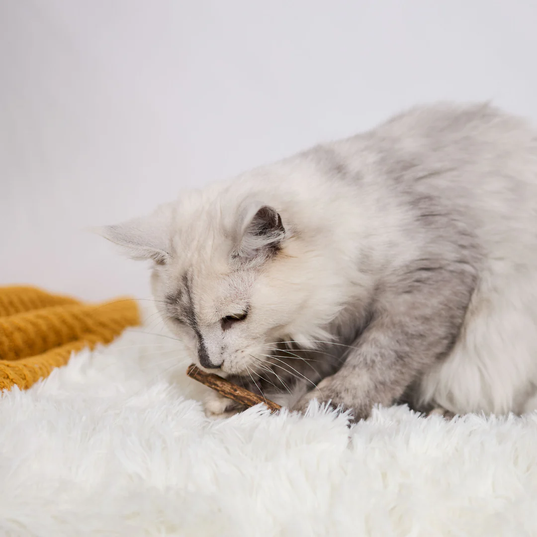 Kazoo_14059_KittySilvervineDentalChews-08