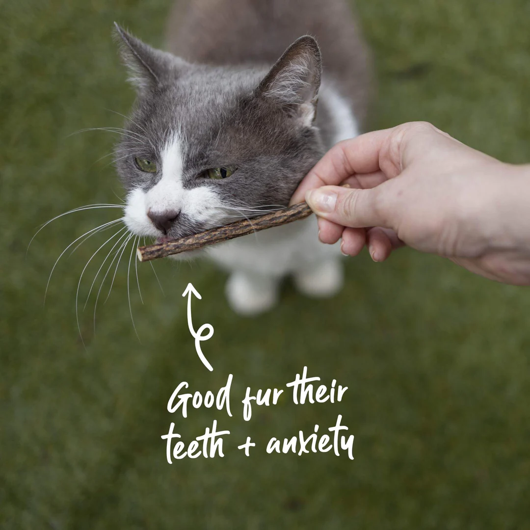 Kazoo_14059_KittySilvervineDentalChews_Doodles-02