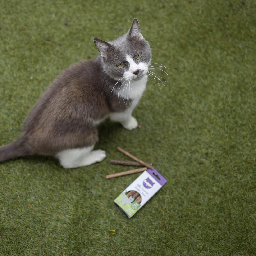 Kazoo_14059_KittySilvervineDentalChews_LS1