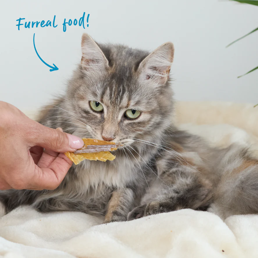 Kazoo_16124_PrimeCutsCat_AustralianAnchovies_LS_Doodles