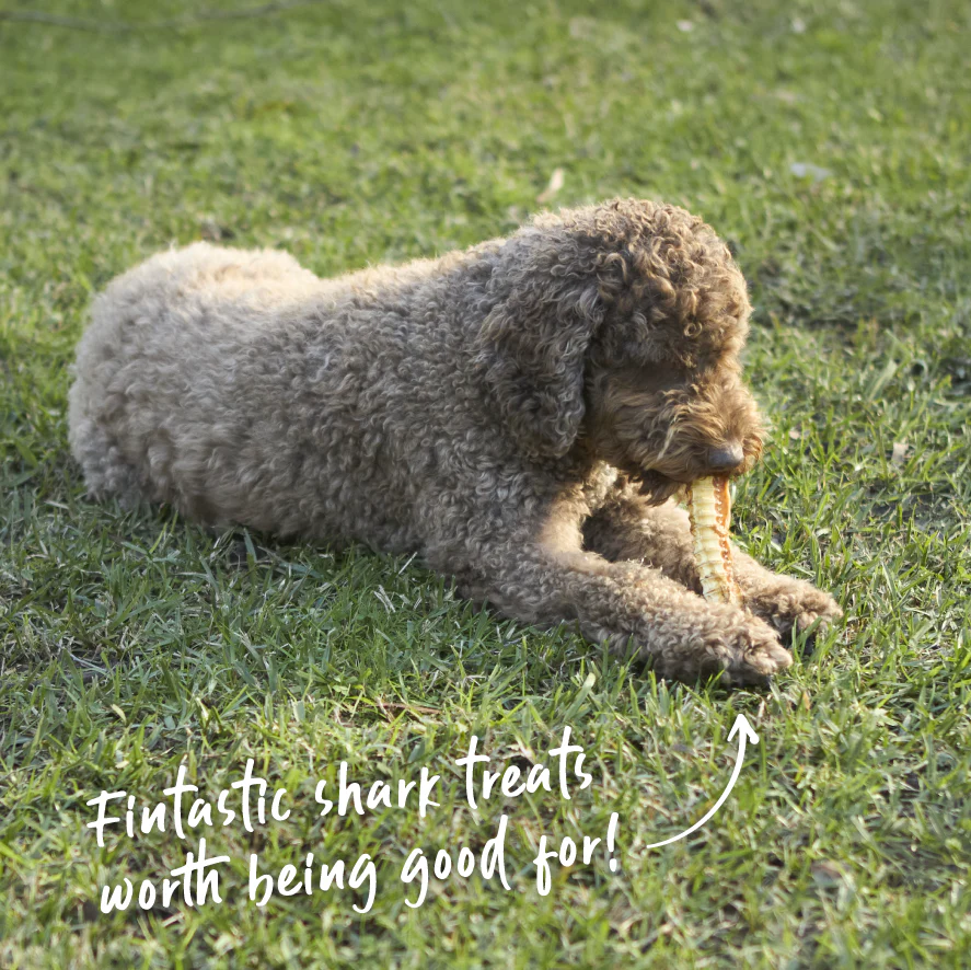 Kazoo_15800_Kazoo_PrimeCuts_SharkCartilage_100g_LS_Doodles_1