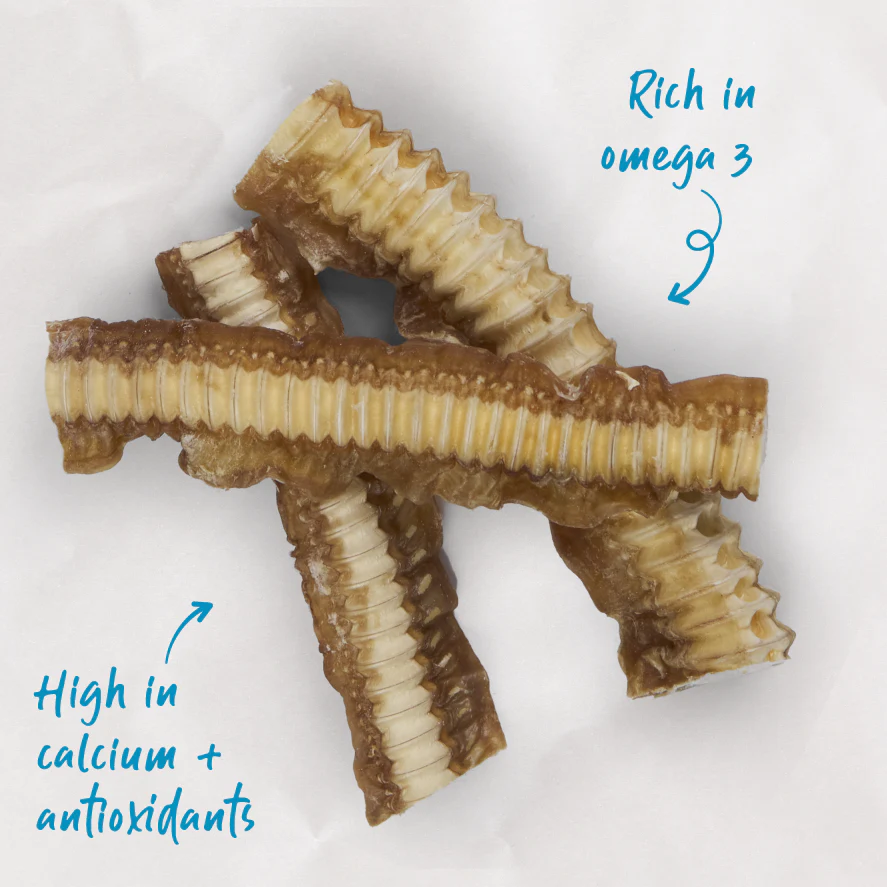 Kazoo_15800_Kazoo_PrimeCuts_SharkCartilage_100g_Product_Doodles