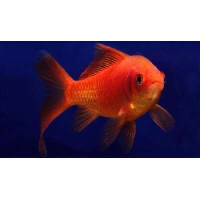 Goldfish - Coldwater