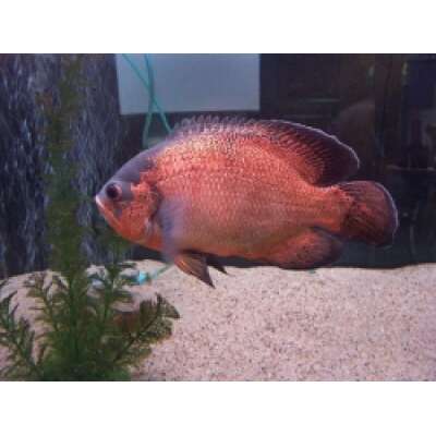 Live Fish - Red Oscar 7cm