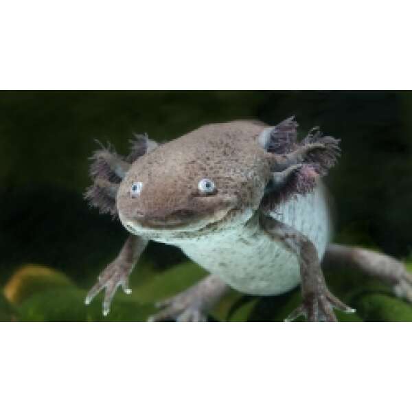 Live Fish – AXOLOTL (Mexican Walking Fish) 12cm -B-grade Black – The ...