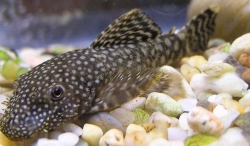 Catfish