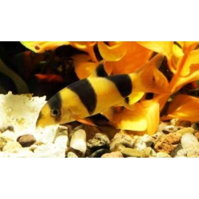 Live Fish - Clown Loach - 5cm