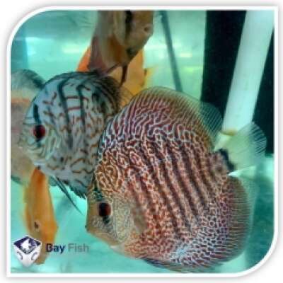 Live Fish - Discus assorted- 5cm