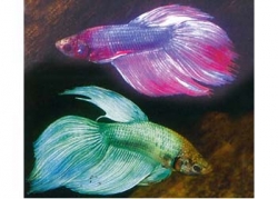 Betta - Fighting Fish