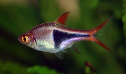 Rasbora