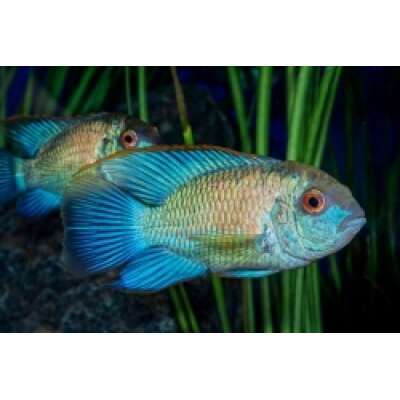 American Cichlids
