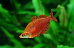 Aust. & New Guinea Rainbow Fish
