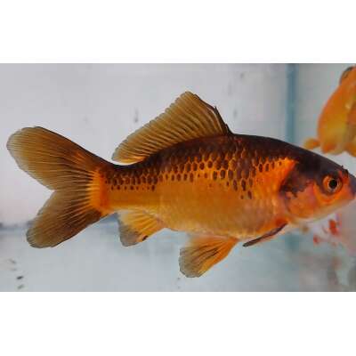Live Fish - Red & Black Comet - 12cm