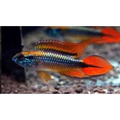 Live Fish - Apistogramma Agassizii - Double Red   4cm