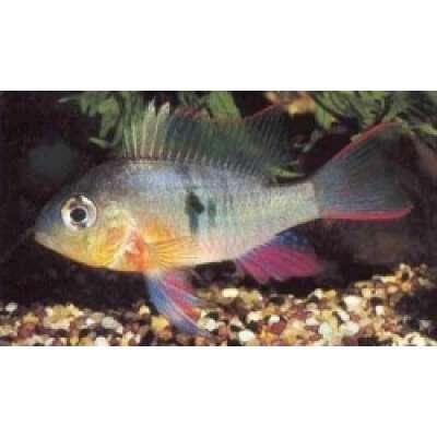 Live Fish - Bolivian Butterfly  3cm
