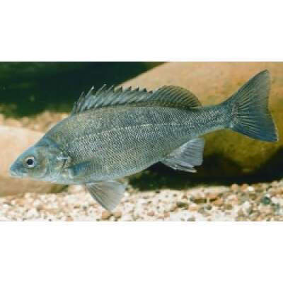 Live Fish - Silver Perch 6cm