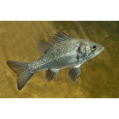 Live Fish - Australian Bass 4cm