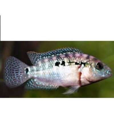 Live Fish - Jack Dempsey    cm
