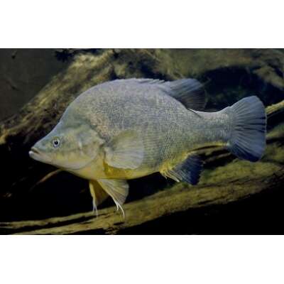 Live Fish - Golden Perch 5cm