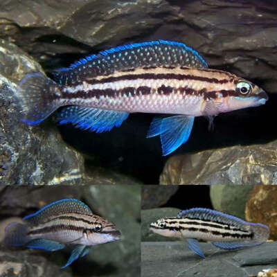 Live Fish - Julidochromis Dickfeldi cm