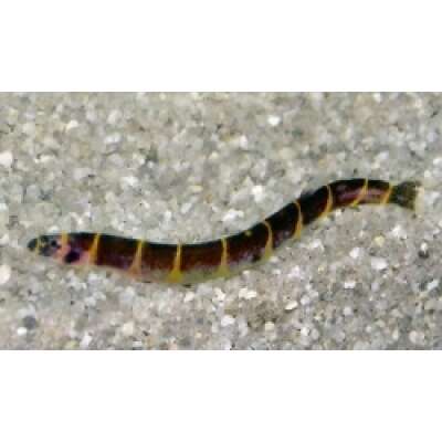Live Fish - STRIPED KUHLII LOACH- 5cm