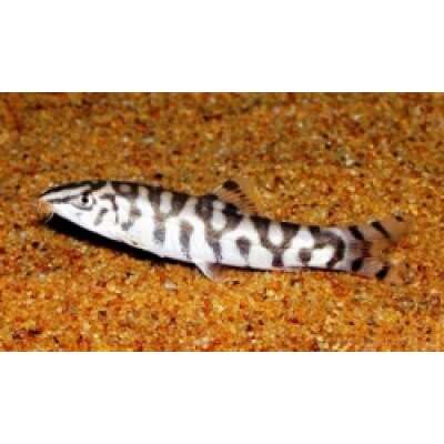 Live Fish - Pakistani (YOYO) Loach- 5cm