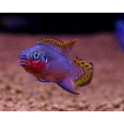 Live Fish - Pelvicachromis Taeniatus cm