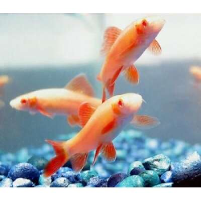 Live Fish - Albino Rainbow Shark - 5cm
