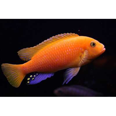 Live Fish - Zebra Cichlid - Kadanga Red cm