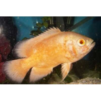 Live Fish - Albino Red Oscar 7cm