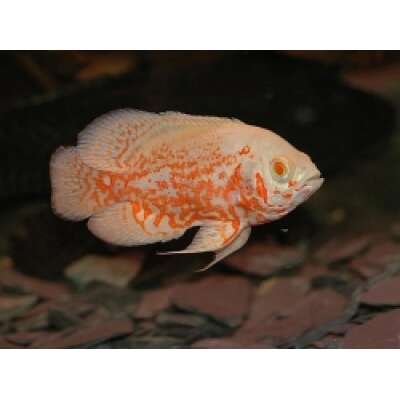 Live Fish - Albino Red Tiger Oscar 7cm