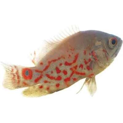 Live Fish - Albino Tiger Oscar 7cm