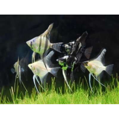 Live Fish - Angel assorted - 5cm