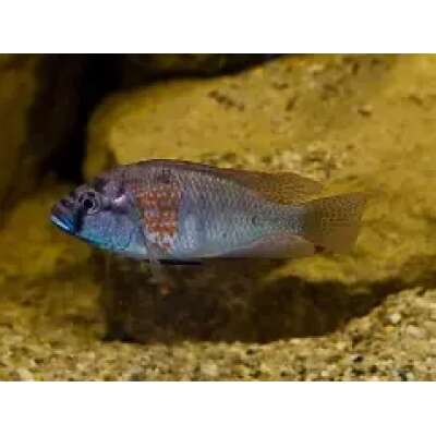 Live Fish - Astatotilapia Burtoni cm