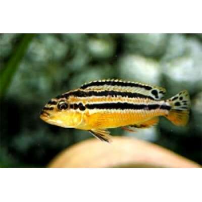 Live Fish - Melanochromis Auratus 10cm