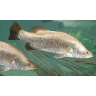 Live Fish - Barramundi 4cm