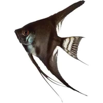 Live Fish - Angel - Black - 5cm