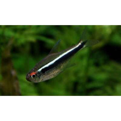 Live Fish - Neon - Black - Tetra - 3cm