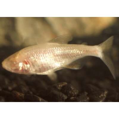 Live Fish - Blind Cave Tetra - 3cm