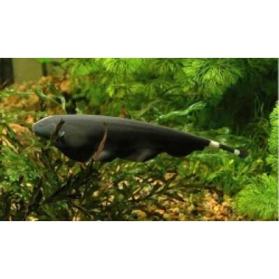 Live Fish - Black Ghost Knifefish 6cm