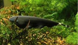 Live Fish - Black Ghost Knifefish 6cm