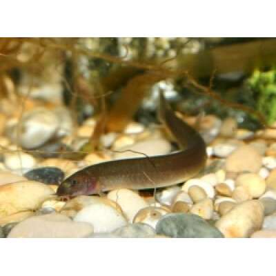 Live Fish - BLACK KUHLII LOACH- 5cm