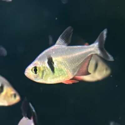Live Fish - Phantom - Black - Tetra - 3cm
