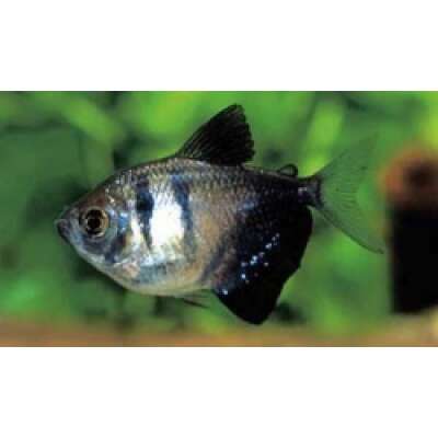 Live Fish - Black Widow Tetra - 3cm